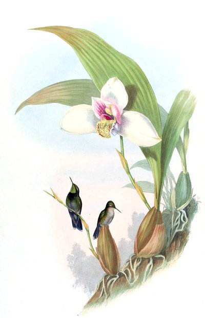 Myiabeilla typica = Abeillia abeillei da John Gould